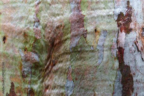 Textured pattern in the bark of a Eucalyptus, tree, with colour enhanced when wet after rain. 