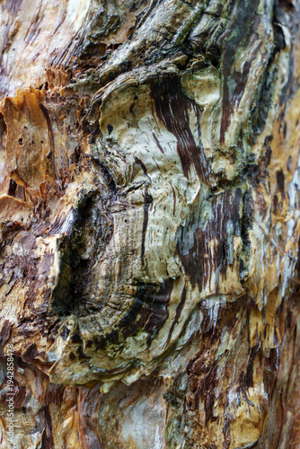 Colourful bark of Paper Bark tree (Melaleuca) photographed when wet. 