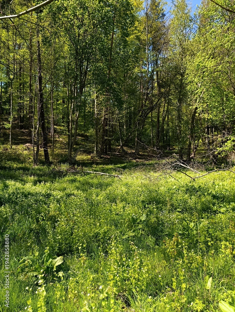 Obraz premium forest 