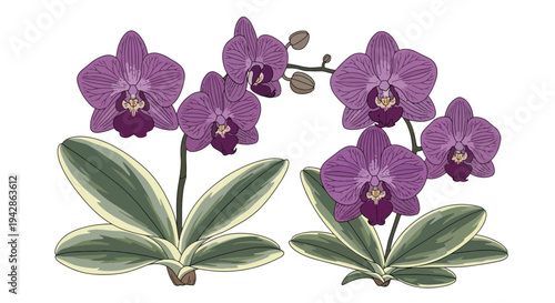 Beautiful purple orchid flowers and leaves.