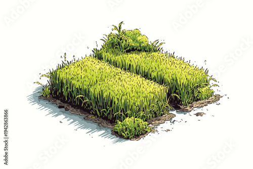 rice field isometric isolated