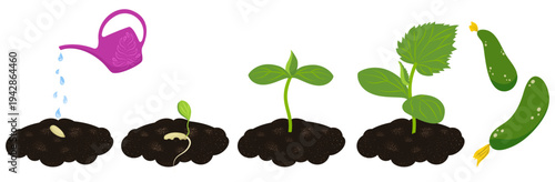 Cucumber life cycle. Stages of growth from seed to juicy fruit. Set of illustrations depicting the biological development of cucumber. These include planting seed in soil and watering it with watering