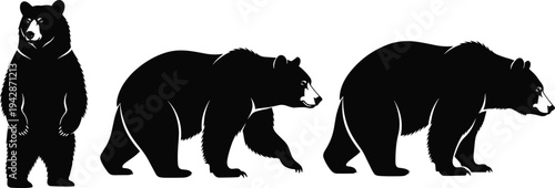 Black bear silhouette set showing standing and walking poses wild animal vector illustration for wildlife design, nature logo, forest mascot and hunting emblem