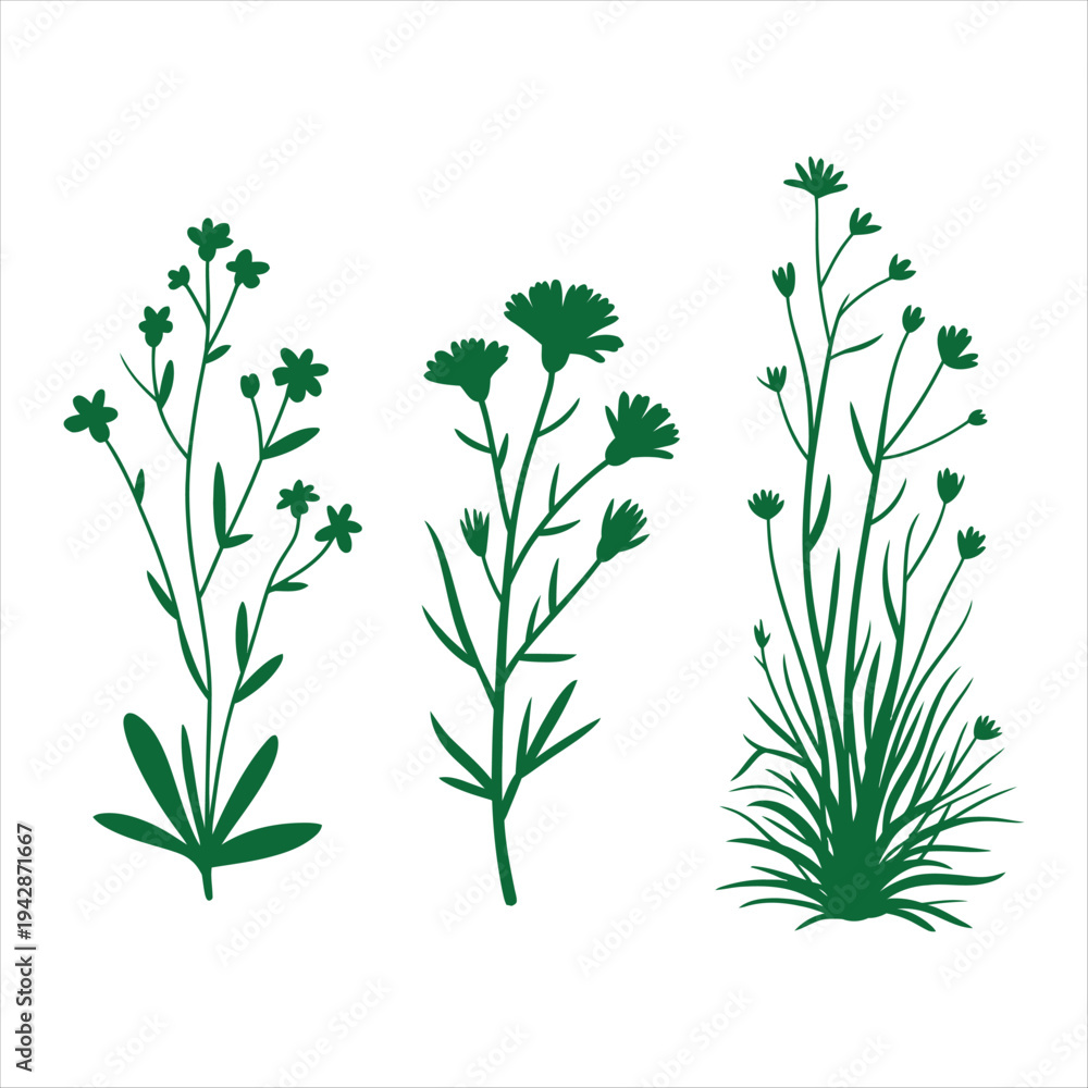 Fototapeta premium Green Silhouette Wildflowers and Grasses Collection