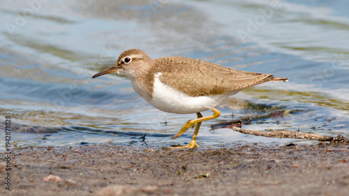 seagull on the beach