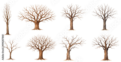 A charming watercolor collection of dry trees featuring leafless branches and bare trunks illustrated in a natural woodland style.
