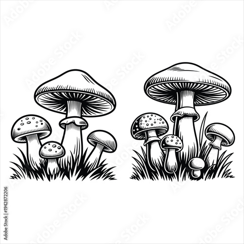 Black and white illustration of various mushrooms in grass