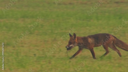 red fox running across meadow with prey in the mouth