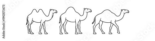 Three linear camel outlines in side view placed in a row, clean stroke art for icons, repeats, and decorative graphics.