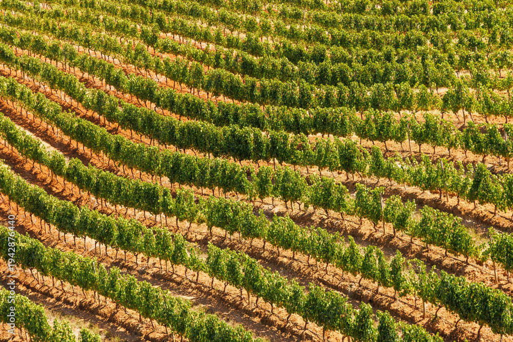Fototapeta premium Sunlit vineyard rows in South Africa