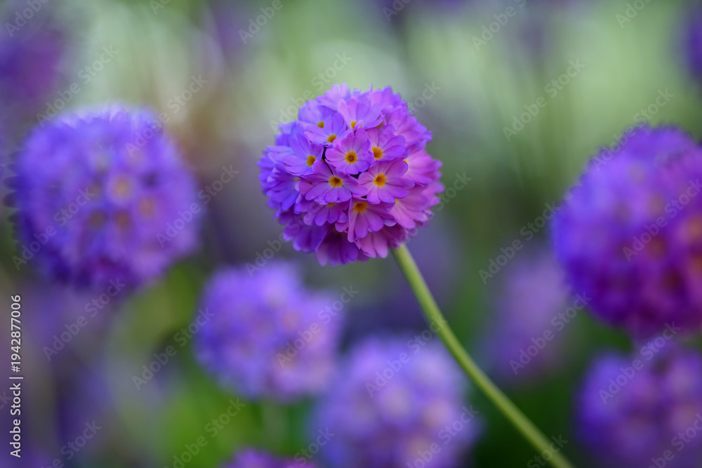Fototapeta premium Blooming Primula Denticulata