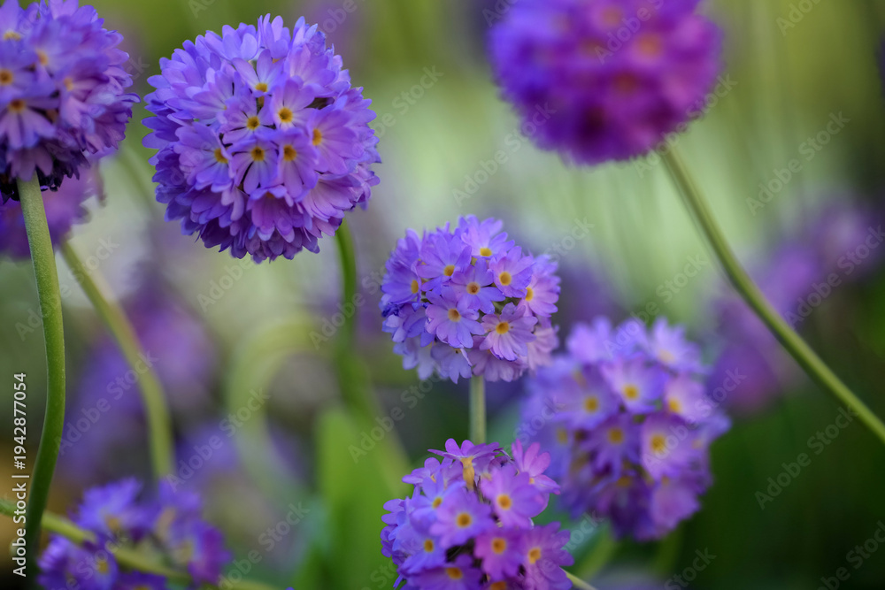 Fototapeta premium Blooming Primula Denticulata