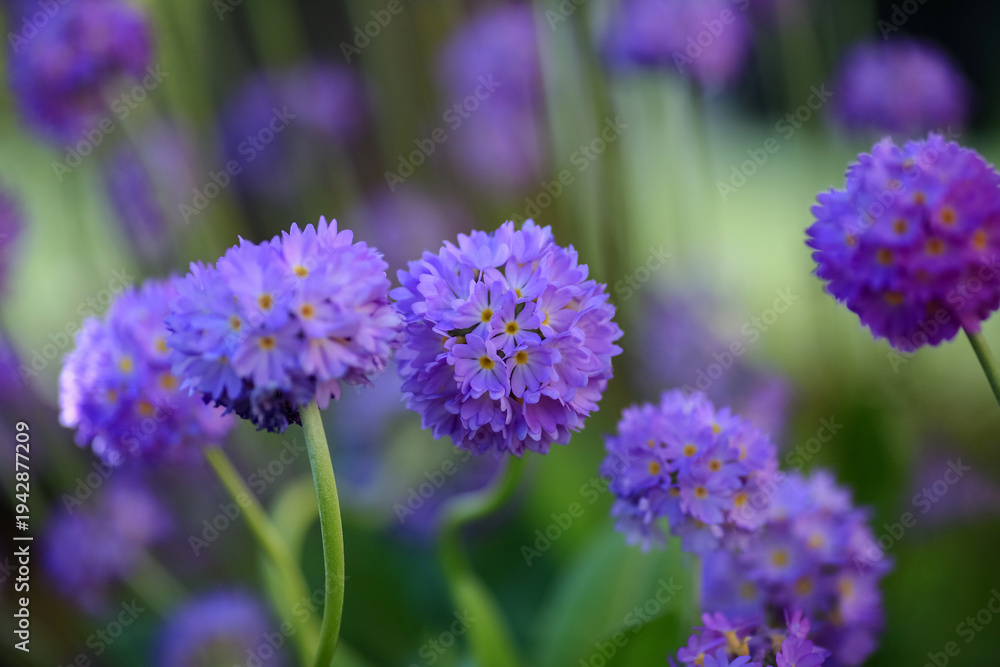 Obraz premium Blooming Primula Denticulata