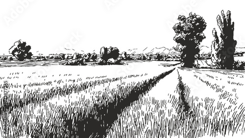 Rural path through wheat agricultural countryside landscape. Country road dividing cultivated grain fields and horizon. Background for farming theme. Vector sketch hand drawn illustration style.