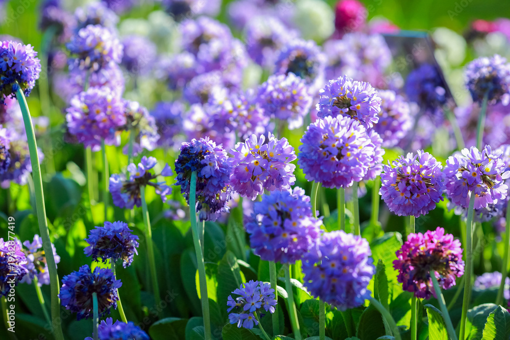 Obraz premium Blooming Primula Denticulata