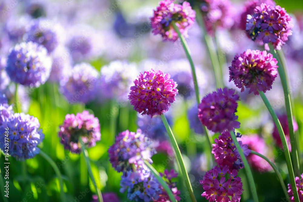 Fototapeta premium Blooming Primula Denticulata
