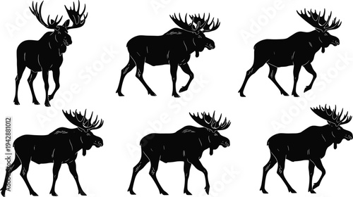 Moose walking silhouette set showing step sequence of wild elk animal with antlers isolated on white background wildlife design collection