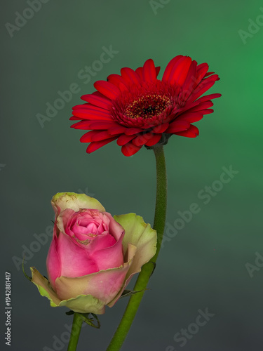 pink rose and red gerbera on a gradient background, front view