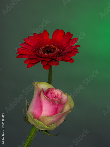 pink rose and red gerbera on a gradient background, front view