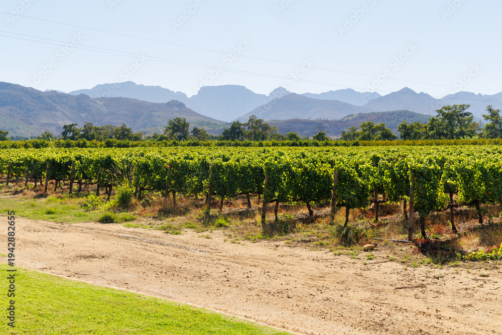 Naklejka premium Sunlit vineyard rows with mountain backdrop
