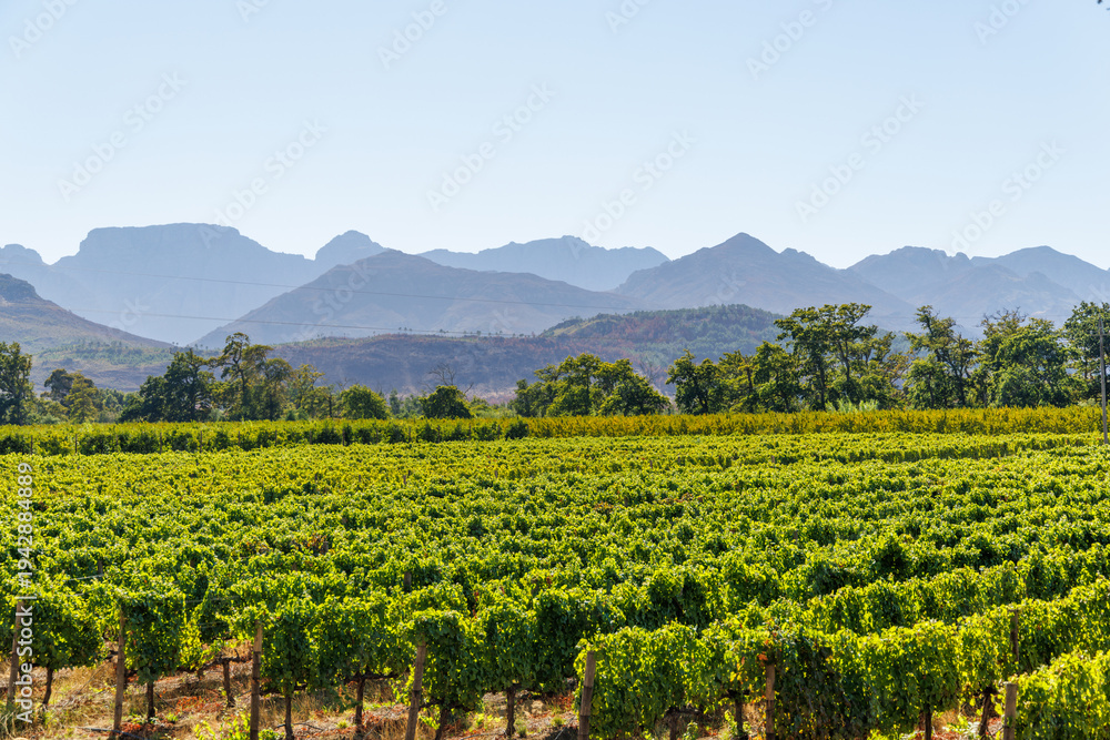 Naklejka premium Sunlit vineyard rows