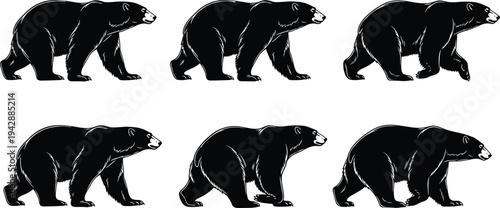 Walking bear silhouette sequence showing step by step movement of wild forest animal isolated on white background wildlife motion illustration set
