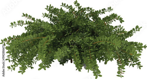 Green leafy plant bush illustration, dense botanical foliage cluster, natural garden vegetation texture vector design isolated