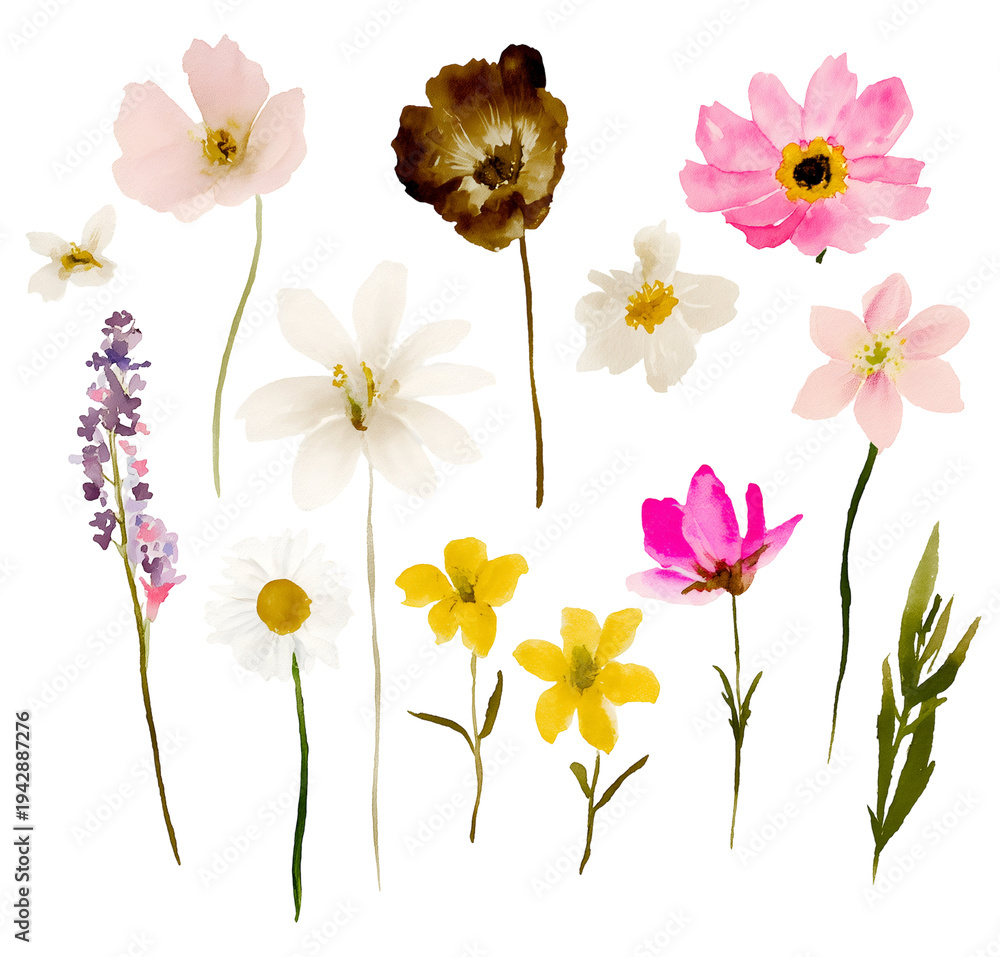 Fototapeta premium Botanical Wild Field Flowers PNG Bundle Isolated on Transparent Background