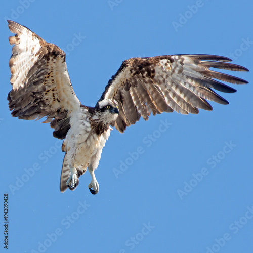 Osprey stretches it's wings mid flight