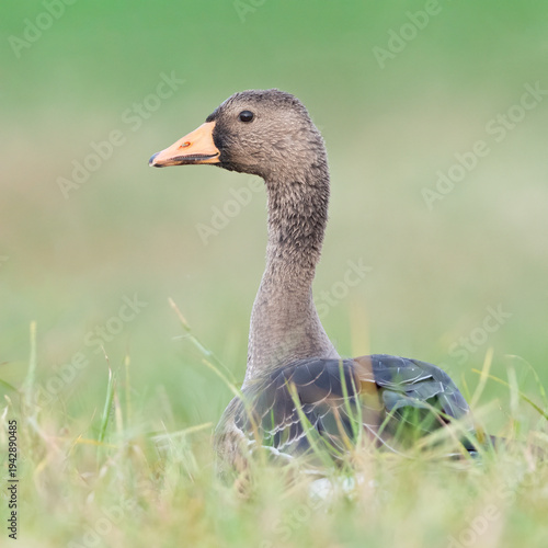 Greater fronted goose with a nice background