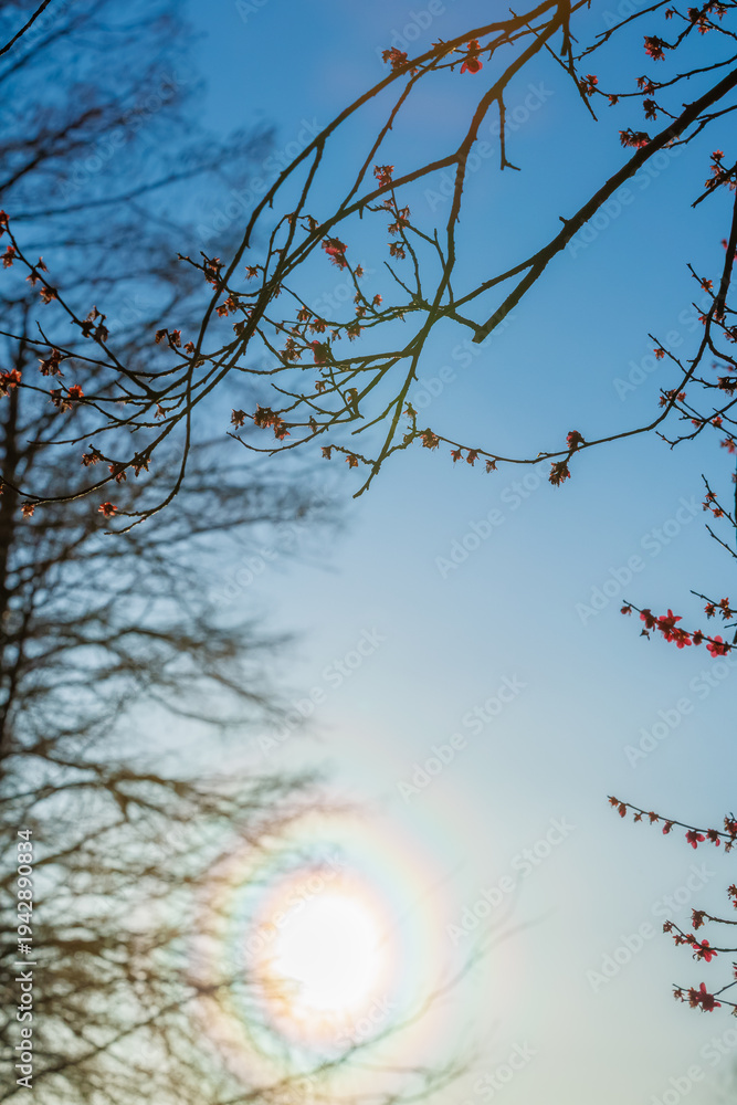 Obraz premium Sun halo with rainbow colors around the sun seen through trees in a park. Natural atmospheric phenomenon shining in the sky.