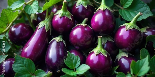 Wallpaper Mural A Bountiful Harvest of Deep Purple Eggplants Nestled Among Lush Green Foliage Torontodigital.ca