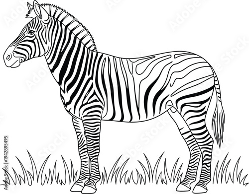 Black and white zebra standing in grass stripes
