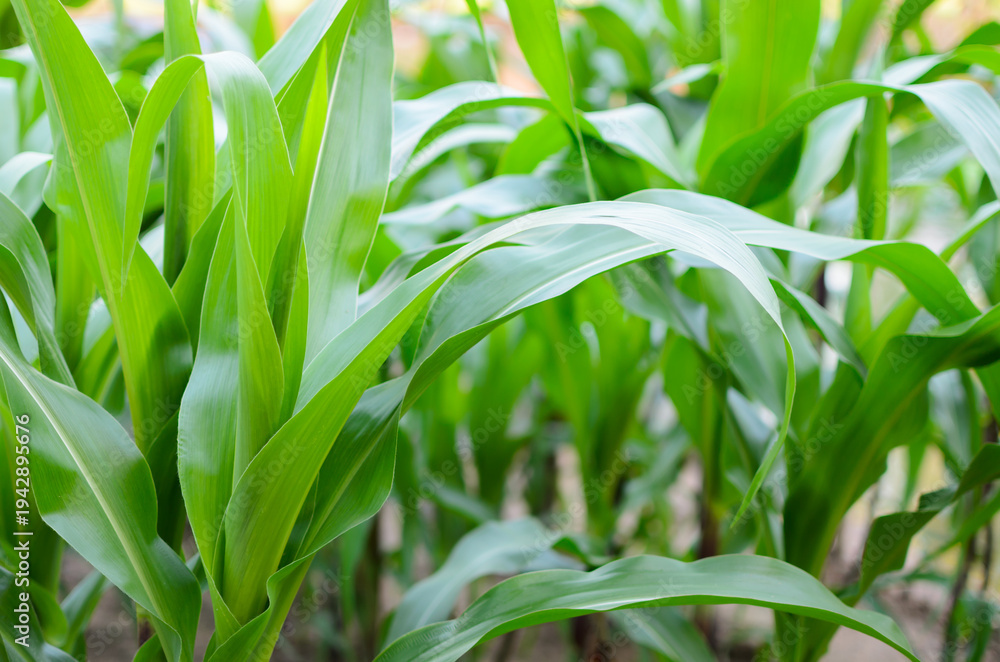 Obraz premium Healthy green corn plants growing in organic farm field
