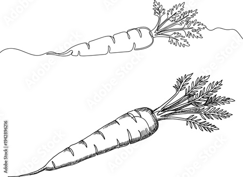 Contour line artwork of two carrots with green tops exposed above the earth on a transparent background, demonstrating organic agriculture and natural food production aesthetics.
