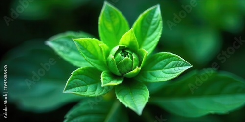 Wallpaper Mural Vibrant Green Budding Plant, a Close-Up View of Nature's Lush Foliage Unfolding Torontodigital.ca