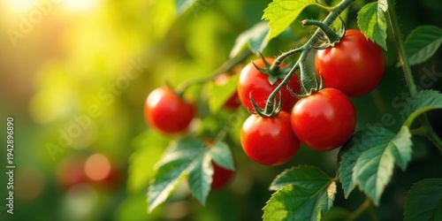 Wallpaper Mural Vibrant Red Tomatoes Ripening on the Vine in a Lush Garden Setting under Warm Sunlight Torontodigital.ca