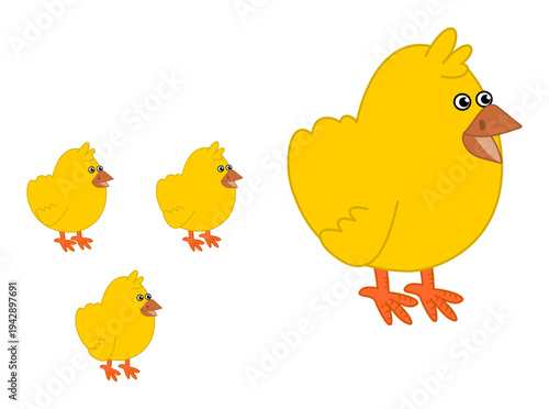 Breeding a group of four yellow chicks on a white background - vector