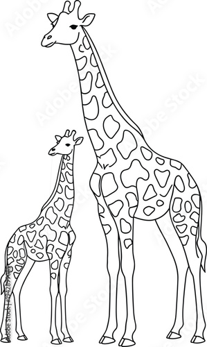 Two giraffes standing side by side black outline baby giraffe white background