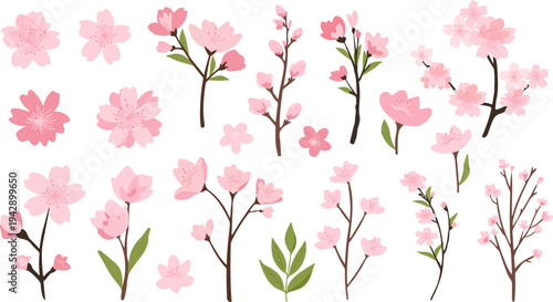 Pink cherry blossom flower branches, buds and leaves set, sakura illustration with petals.Japanese spring floral elements for background, pattern and frame design.