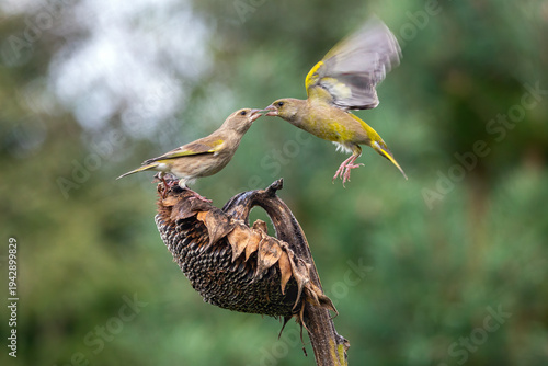 Konstfotografi Two European greenfinch birds fighting on a sunflower in the Netherlands
