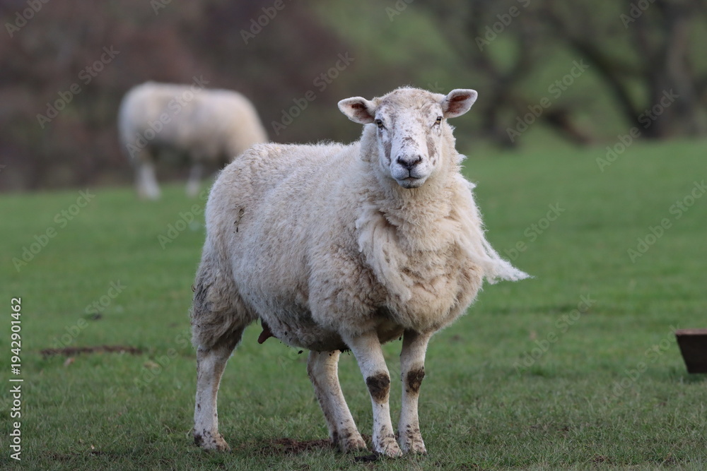Obraz premium Sheep in a field in spring