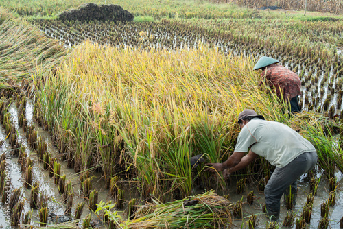 Foto Traditional rice harvesting in Indonesia