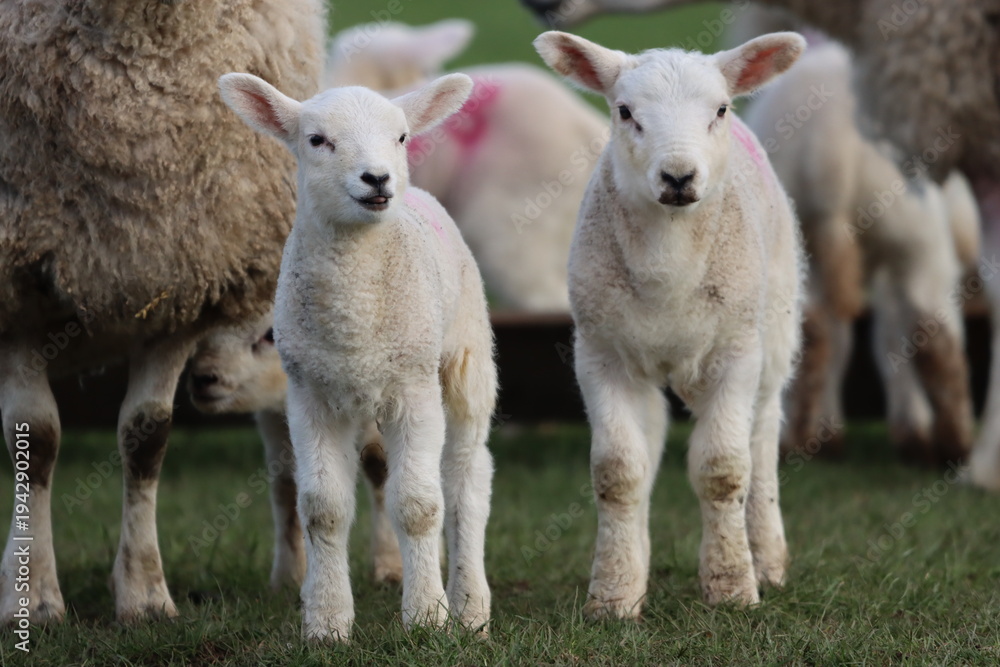 Fototapeta premium Sheep with lambs in a field in spring