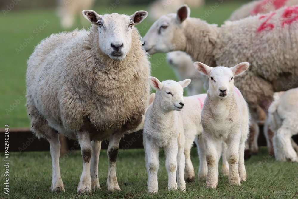 Fototapeta premium Sheep with lambs in a field in spring