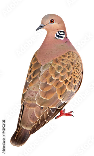 Wallpaper Mural Detailed Illustration of Colorful Dove Bird Torontodigital.ca