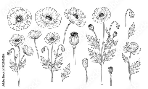 Set of poppies flowers. Vector linear illustration in black ink on white background.
