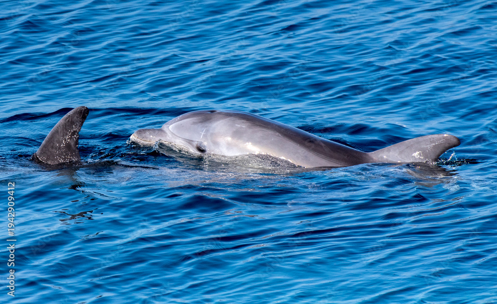 Obraz premium Delfini a Caprera