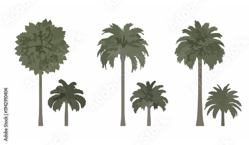 Palm trees top and front view vector set with three tropical palm species for landscape architecture and garden design