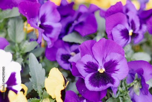 Pansy flower, nature bursts into color with a vibrant display of pansies in full bloom.